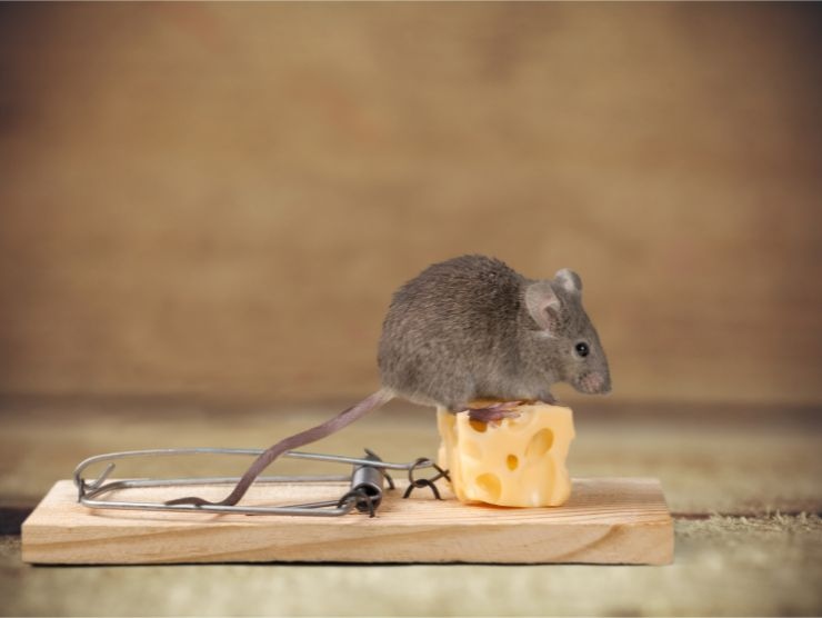 Come allontanare i topi anche con le trappole 